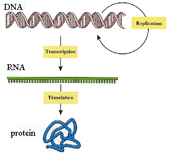 DNA-RNA.jpg (25692 bytes)