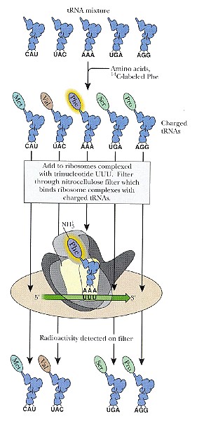 tRNA.jpg (51285 bytes)